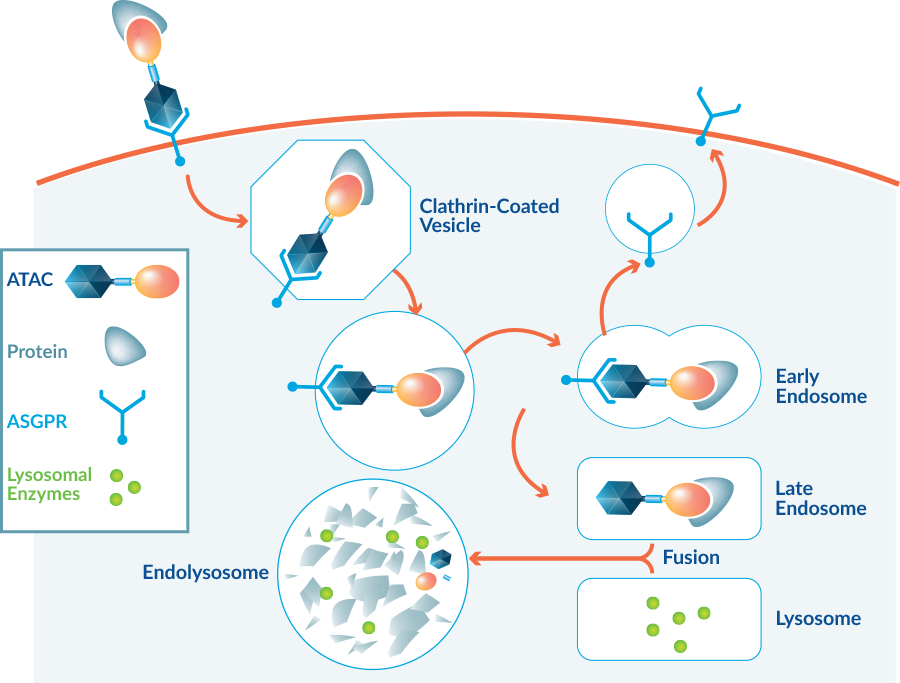 Infographic showing ATAC and protein degradation