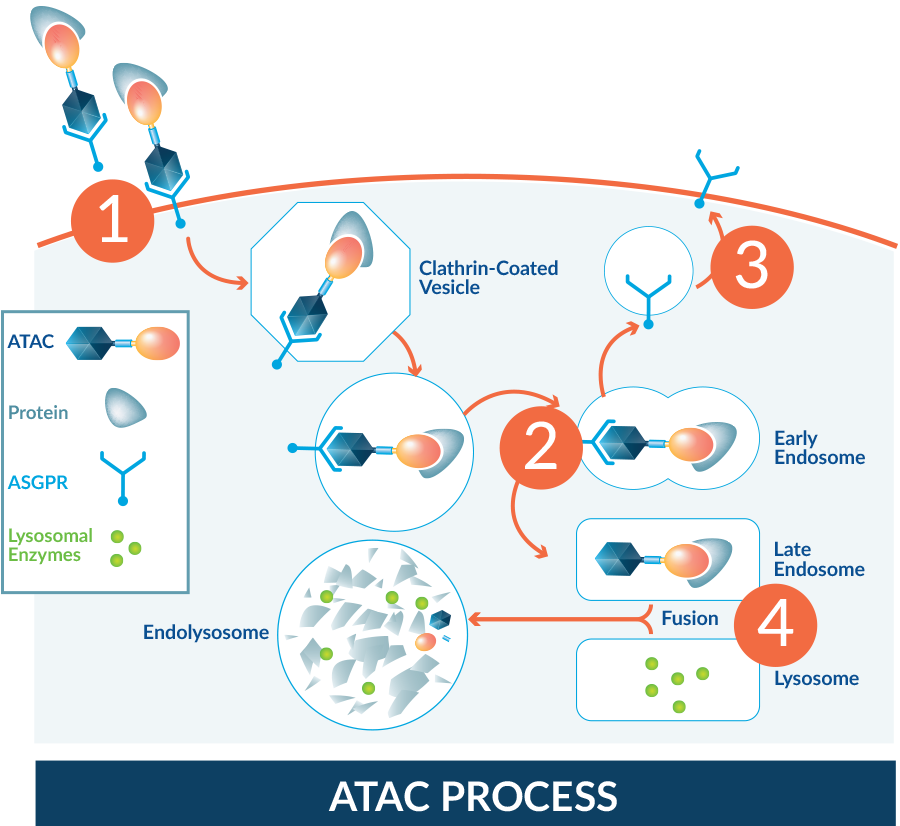 ATAC Process